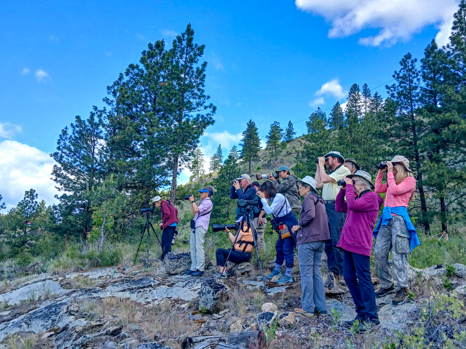Birding group looking at Lewis's Woodpecker
