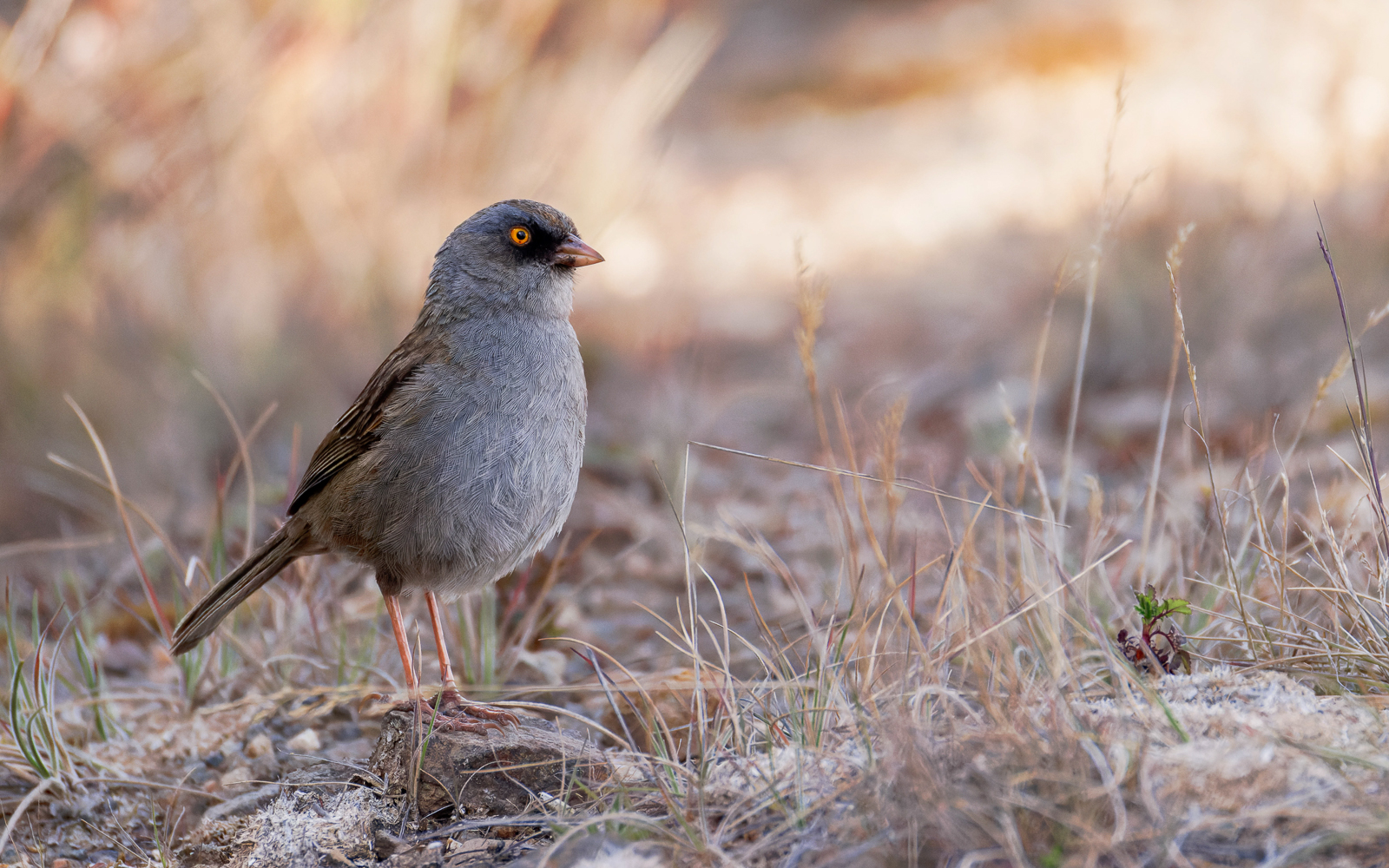 Volcano Junco