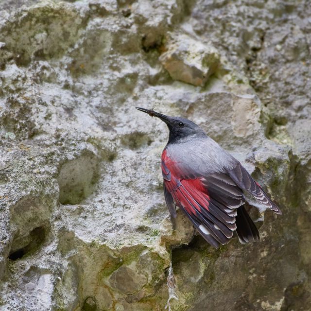Wallcreeper (Tichodroma muraria) rest on cliff in natural habitat.