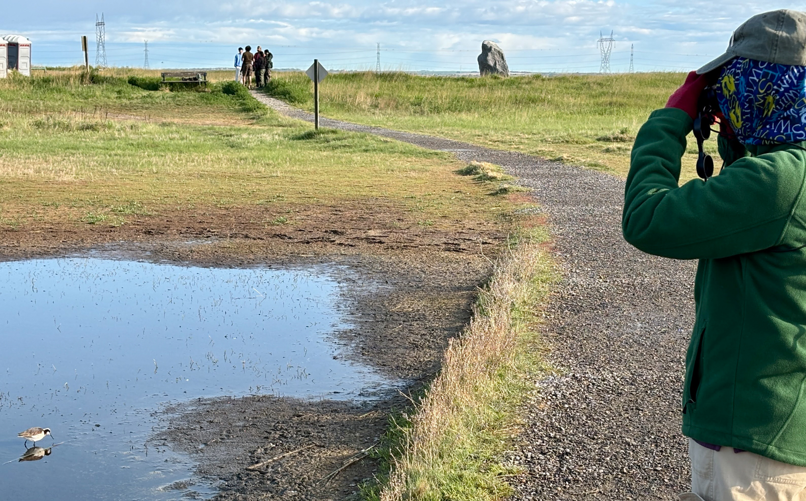 Watching Wilson's Phalarope
