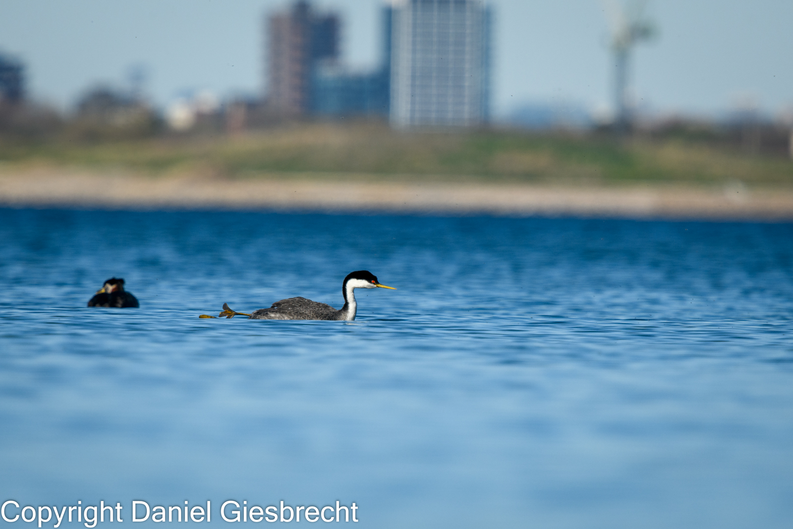 Western Grebe