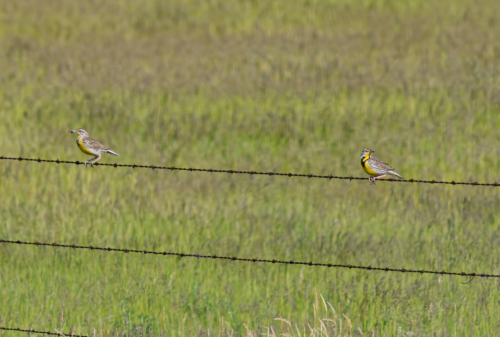 Western Meadowlarks