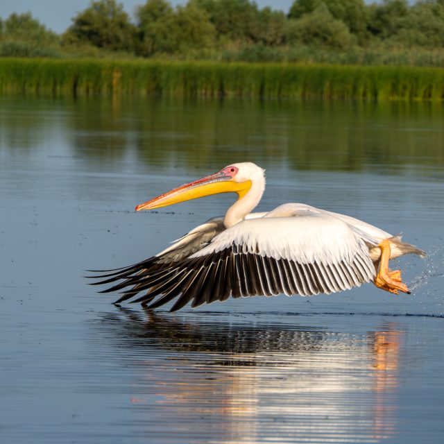 White Pelican on Danube