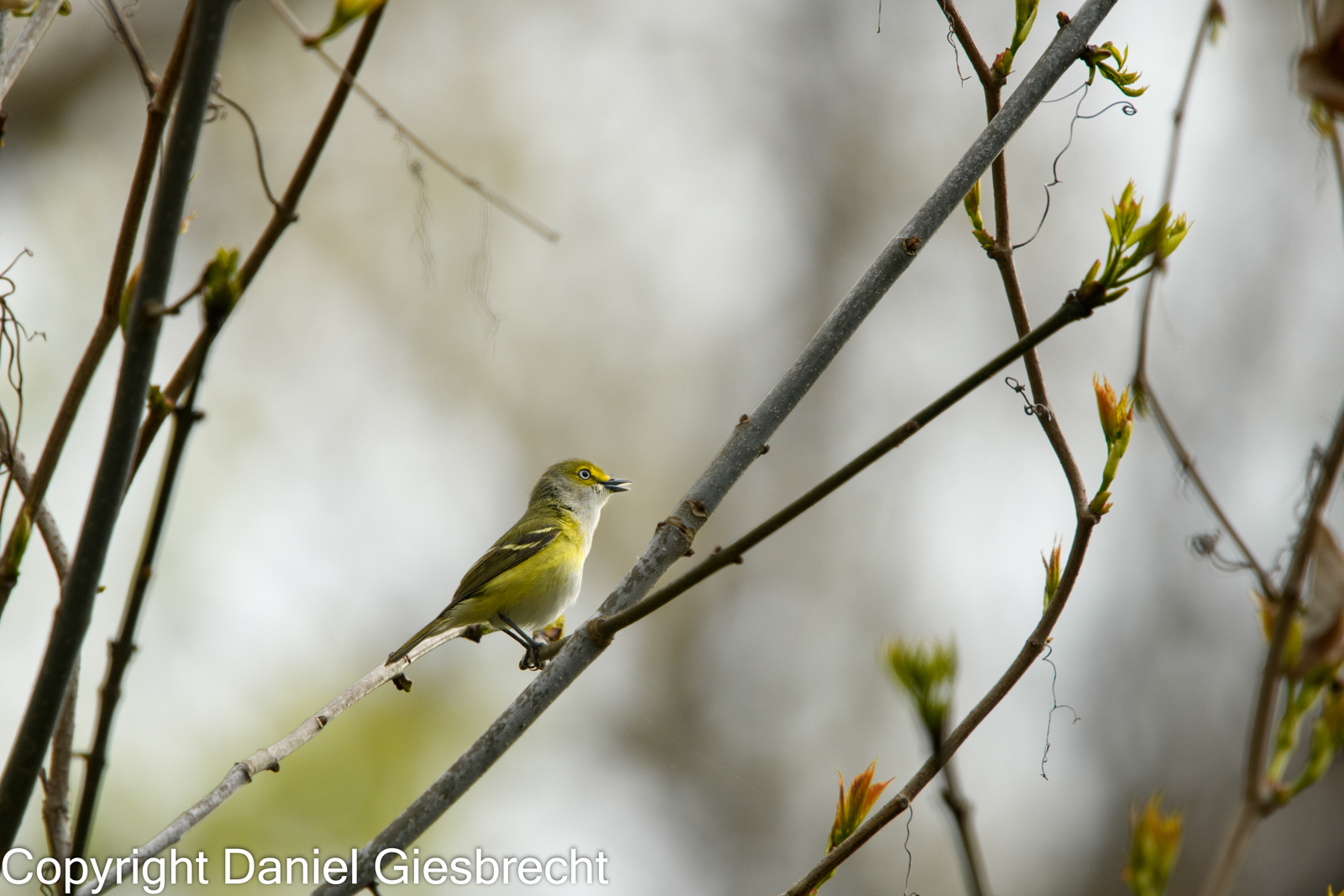 White-eye Vireo