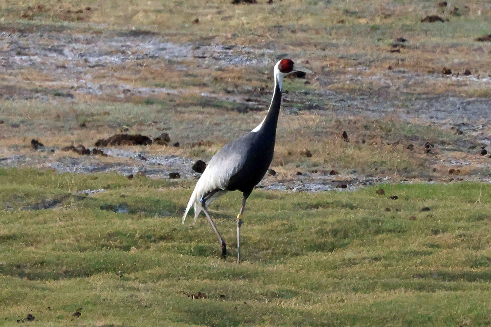 White-naped Crane