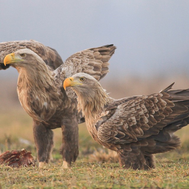 White-tailed Eagle