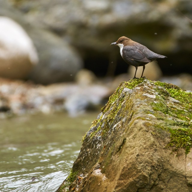 White-throated Dipper