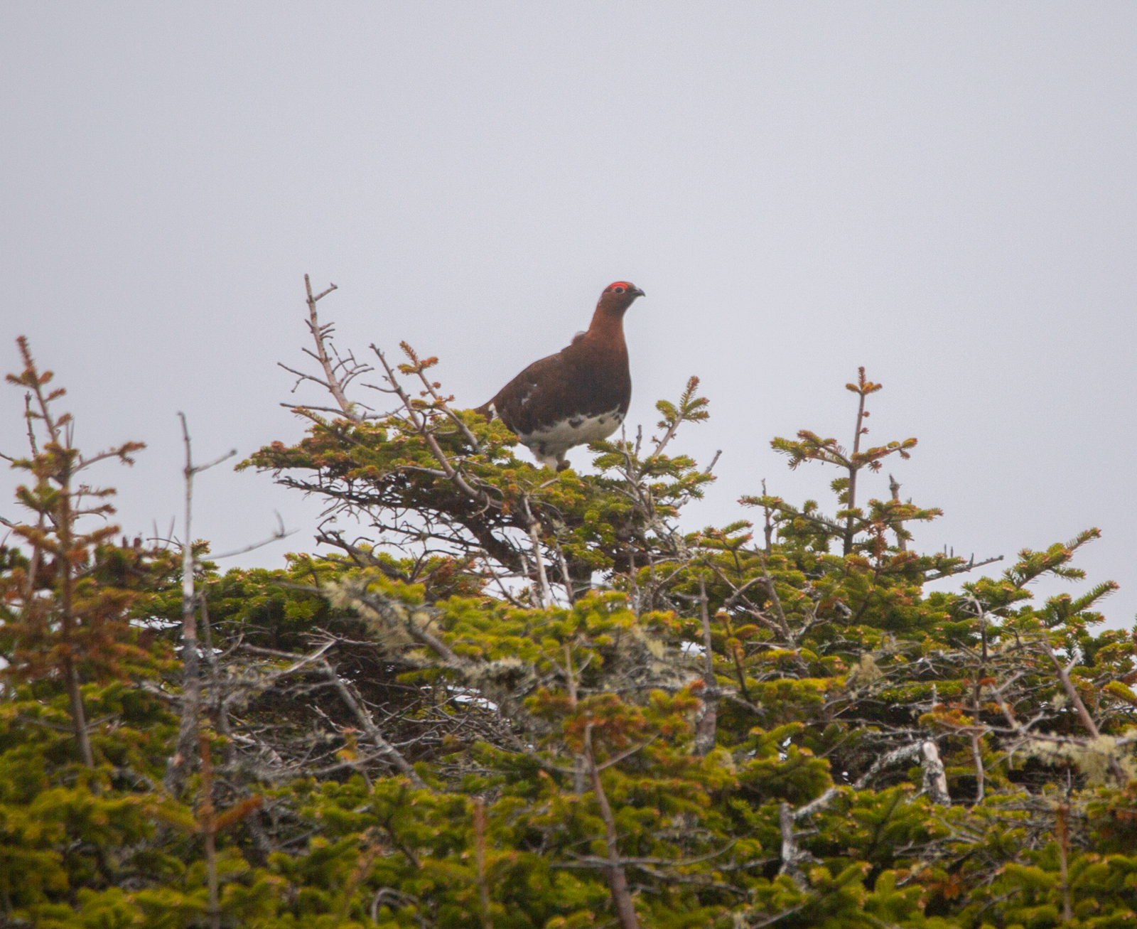Willow Ptarmigan