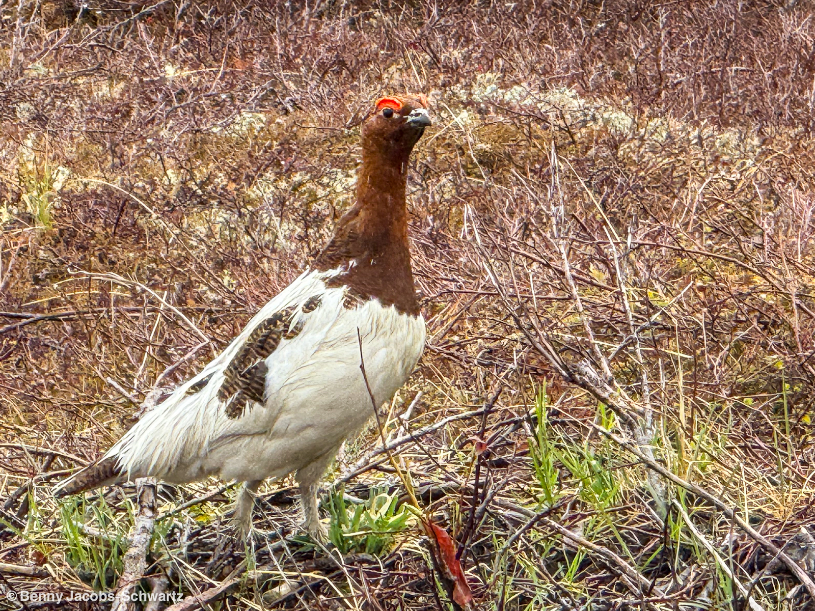 Willow Ptarmigan