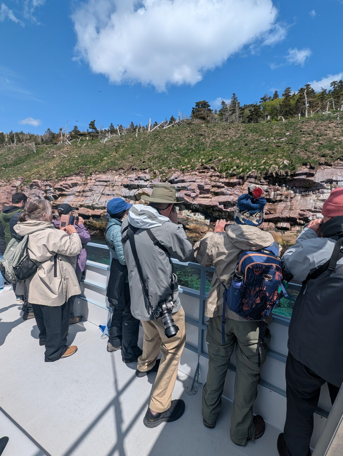 Witless Bay birding 