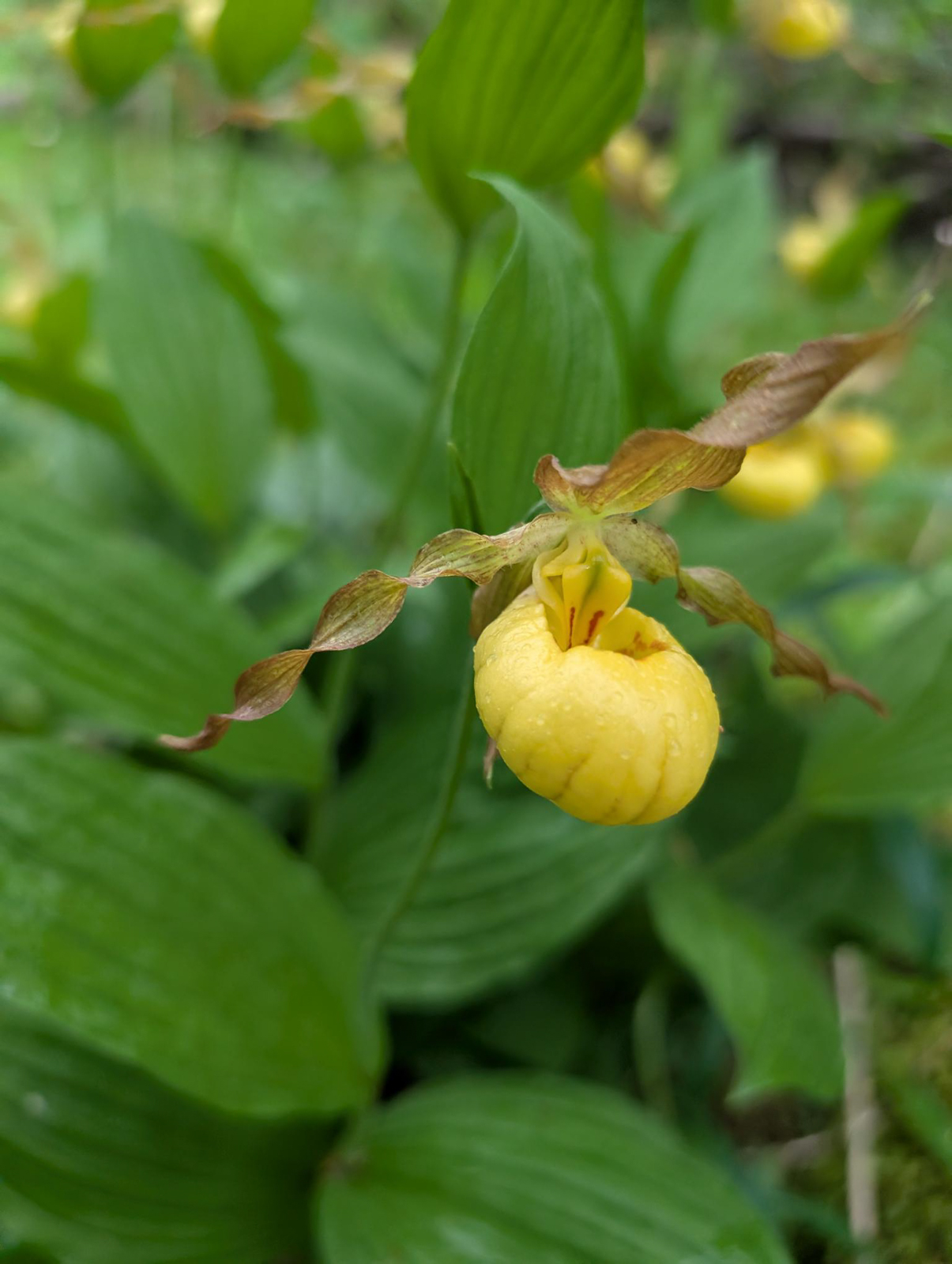 Yellow Ladyslipper