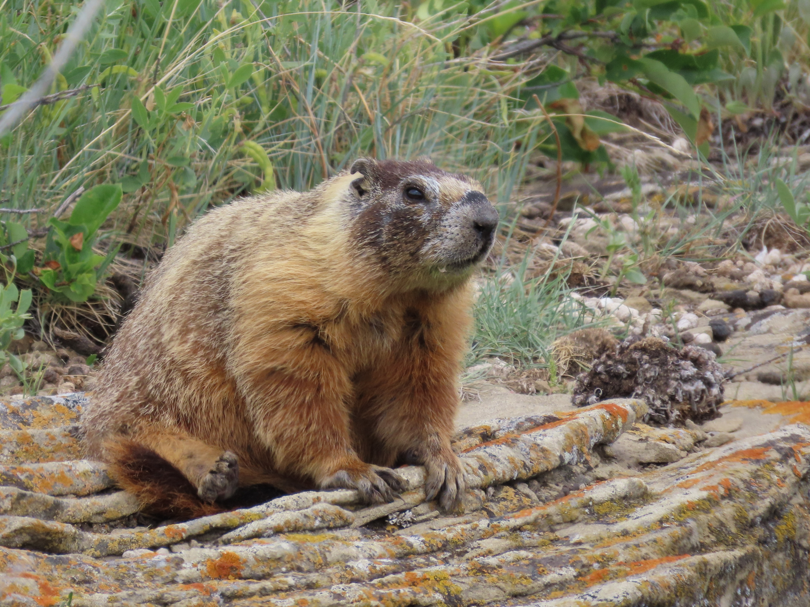 Yellow-bellied Marmot