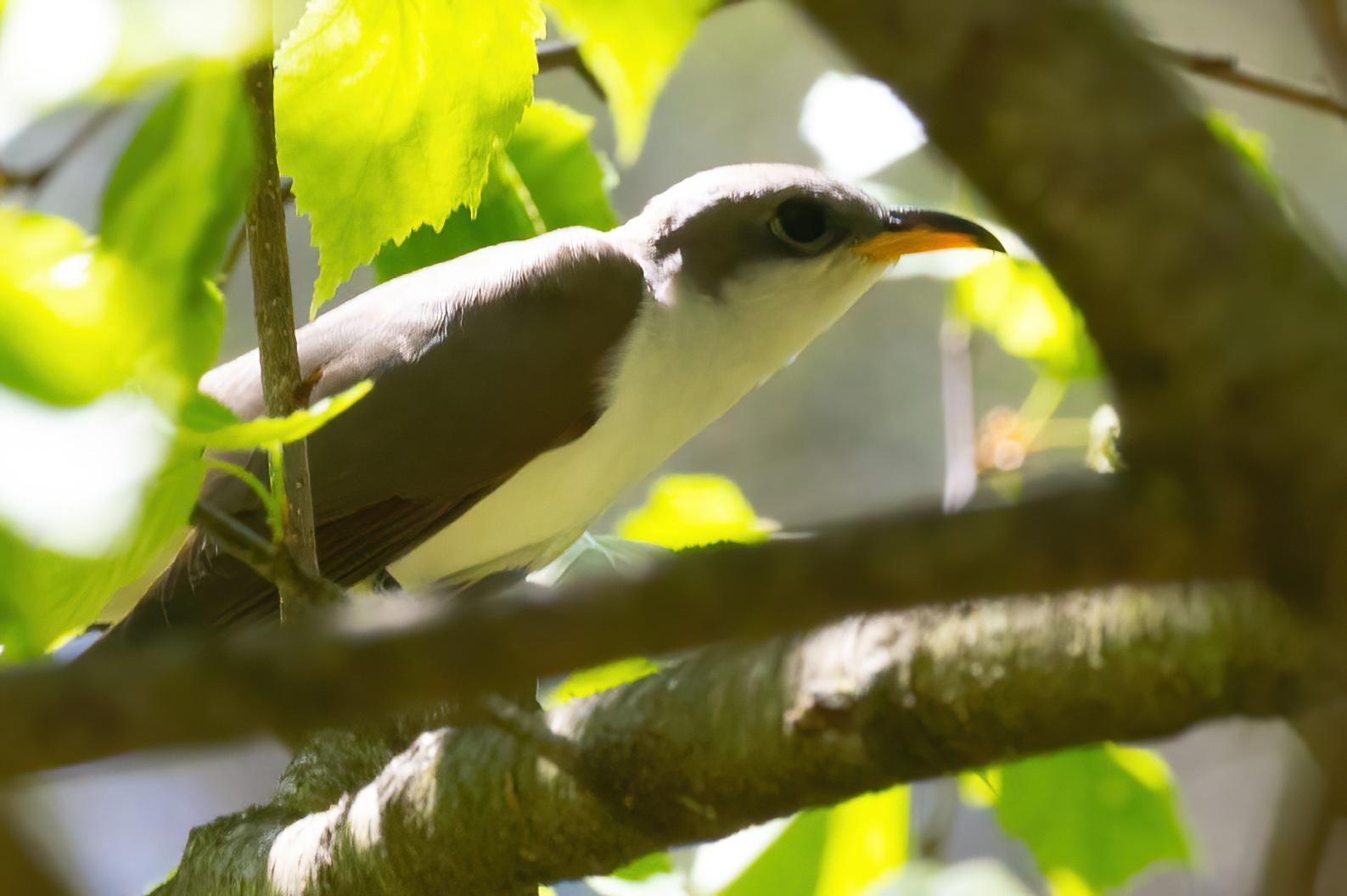 Yellow-billed Cuckoo