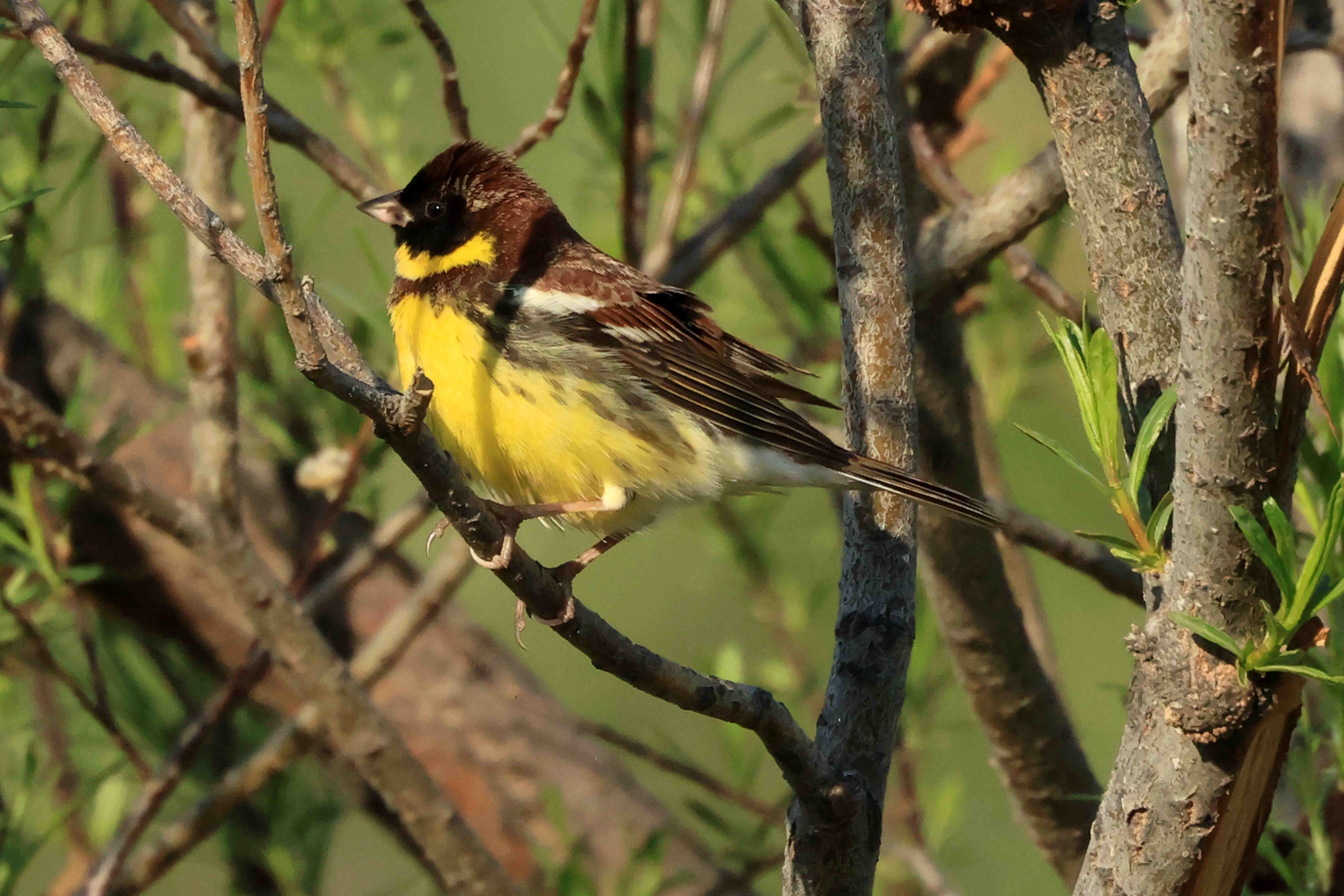 Yellow-breasted Bunting