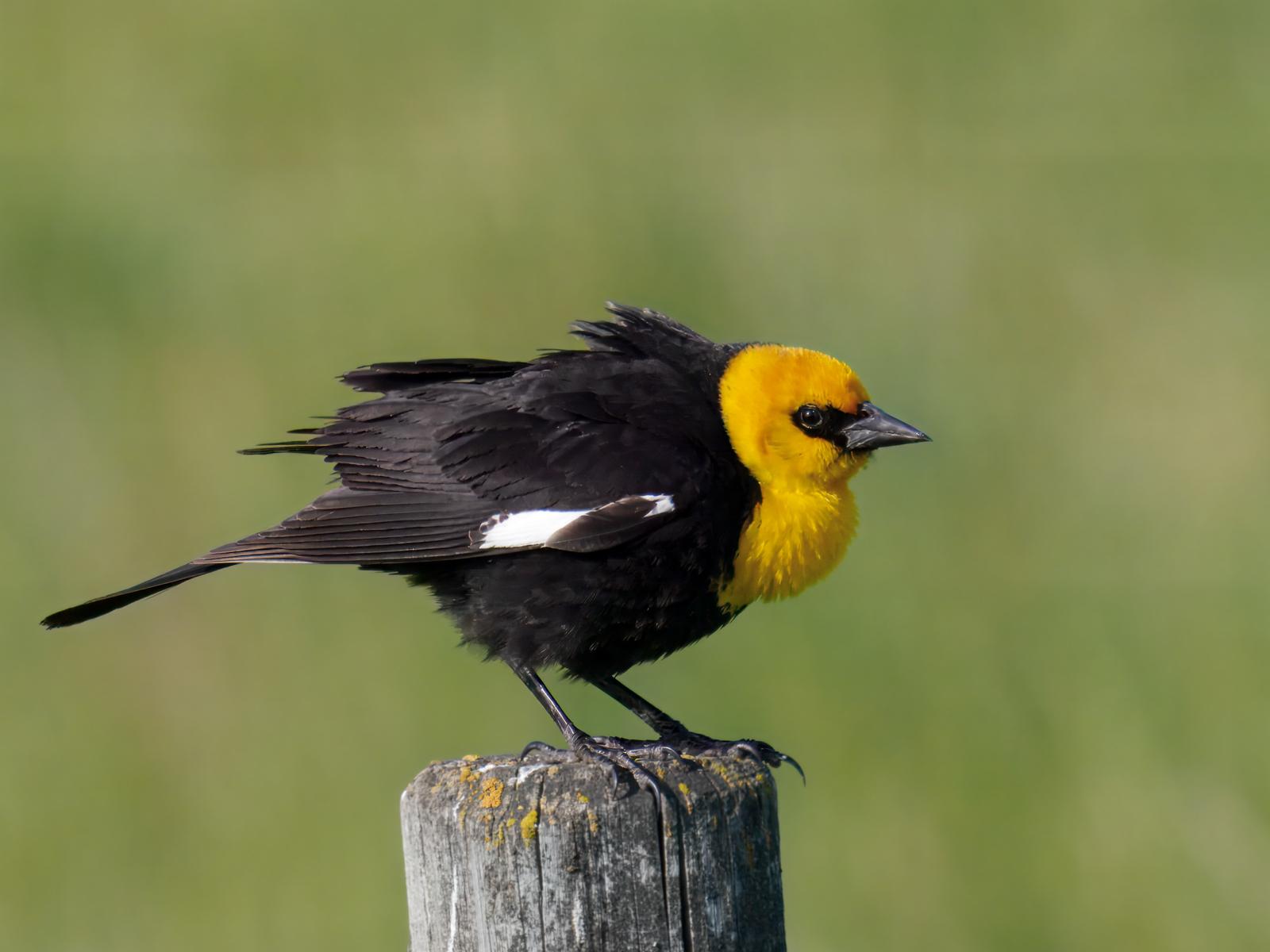 Yellow-headed Blackbird