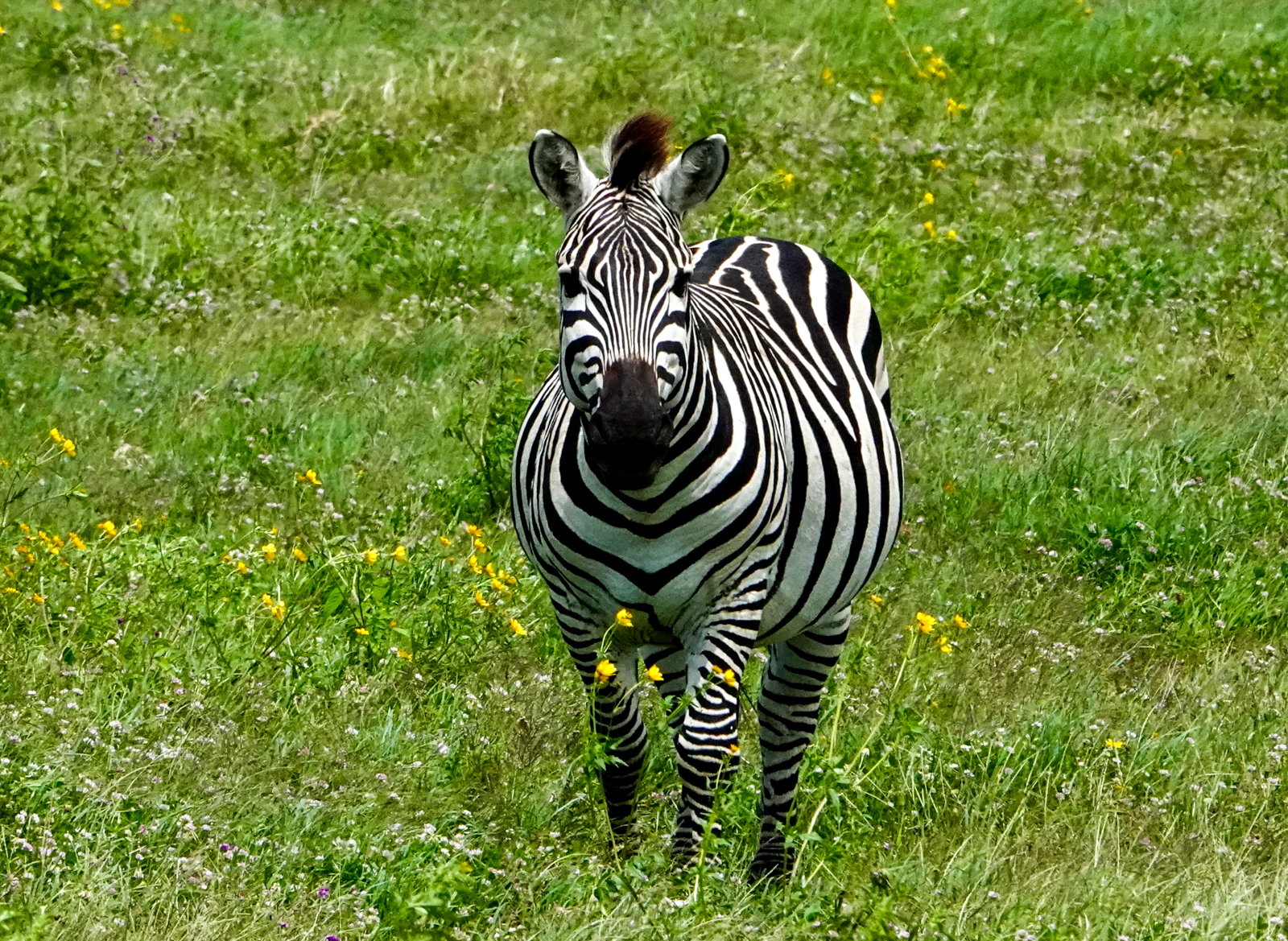Zebra