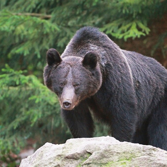 Romania bear