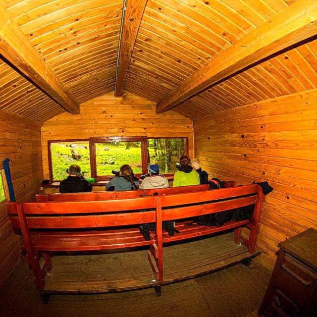 Bear hide in Carpathian Mountains