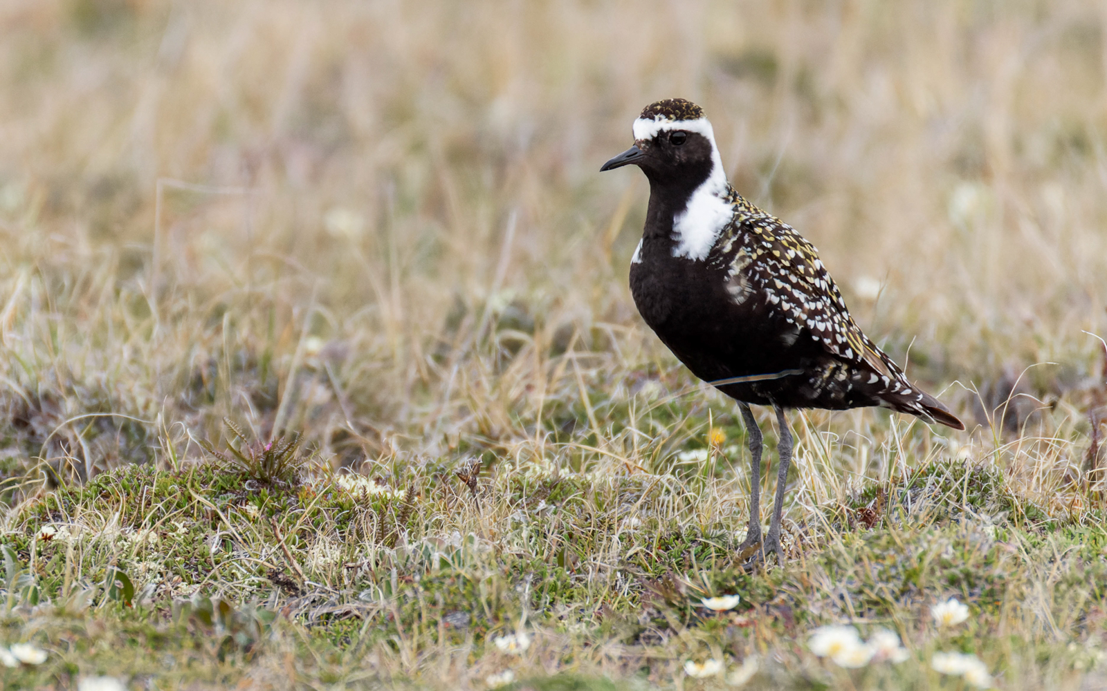 American Golden-Plover