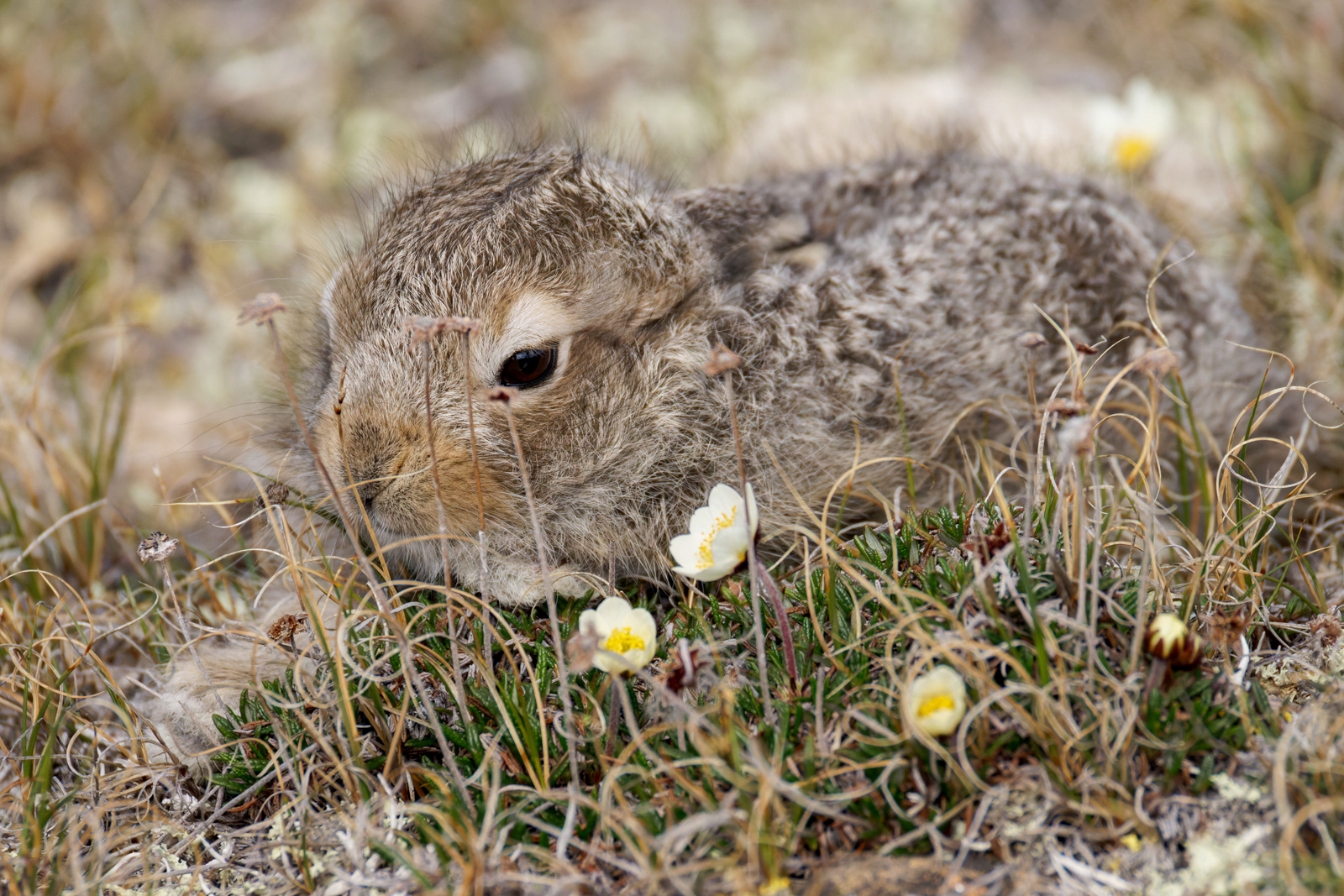Arctic Hare