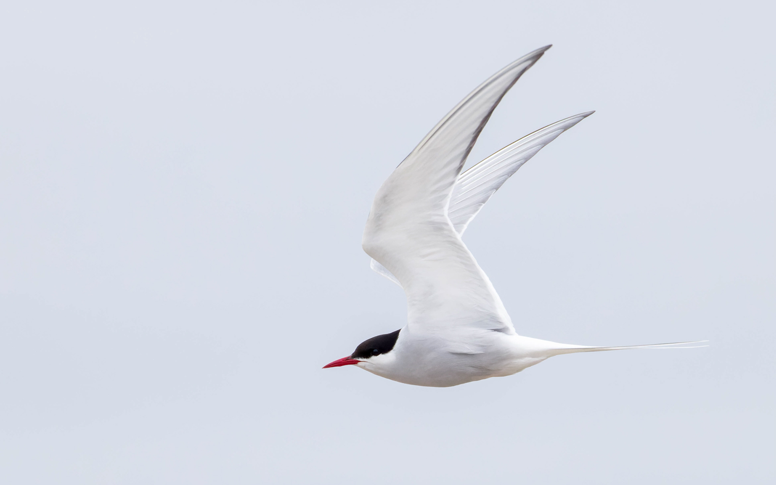 Arctic Tern