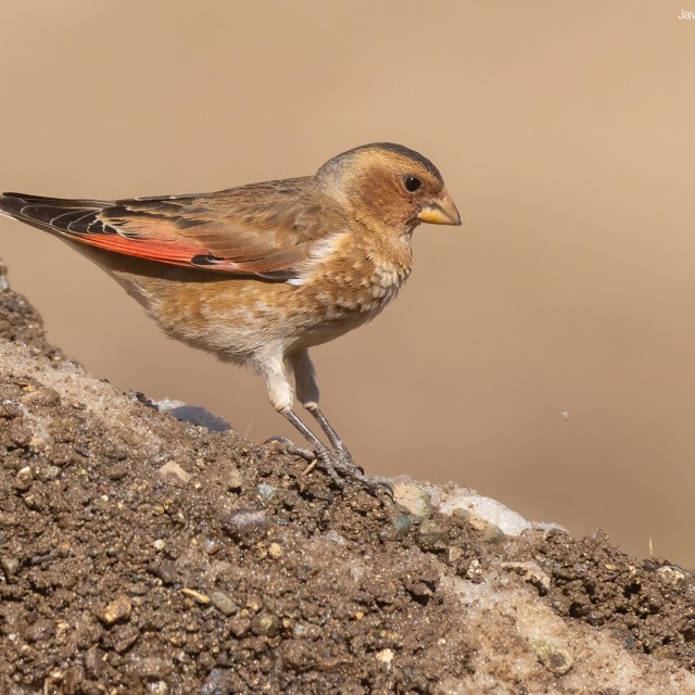 Crimson-winged Finch
