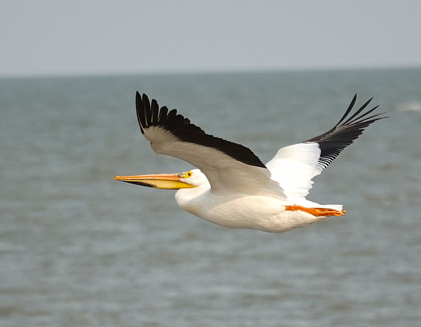 American White Pelican