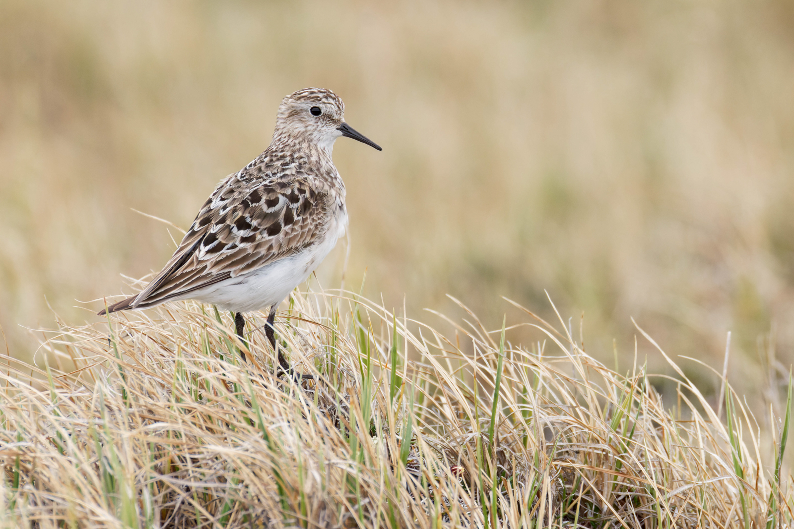 Baird's Sandpiper