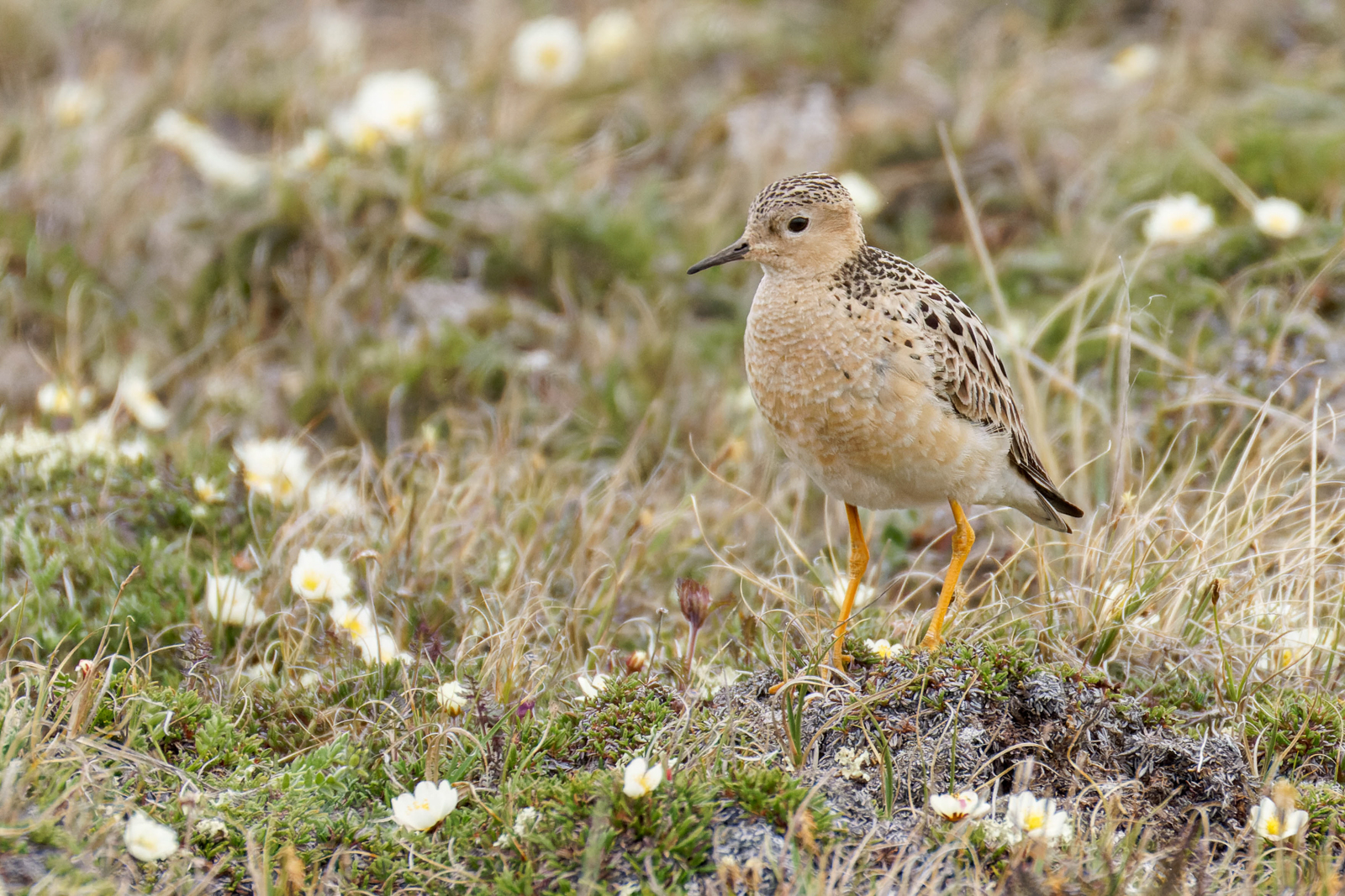 Buff-breasted Sandpiper