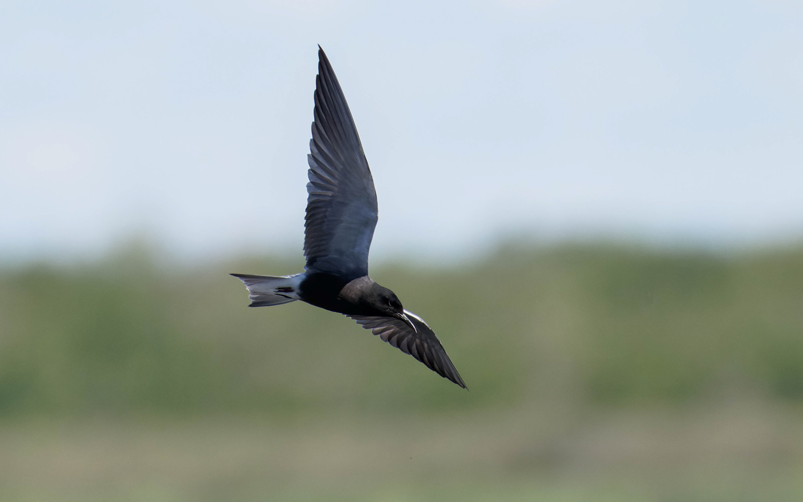 Black Tern