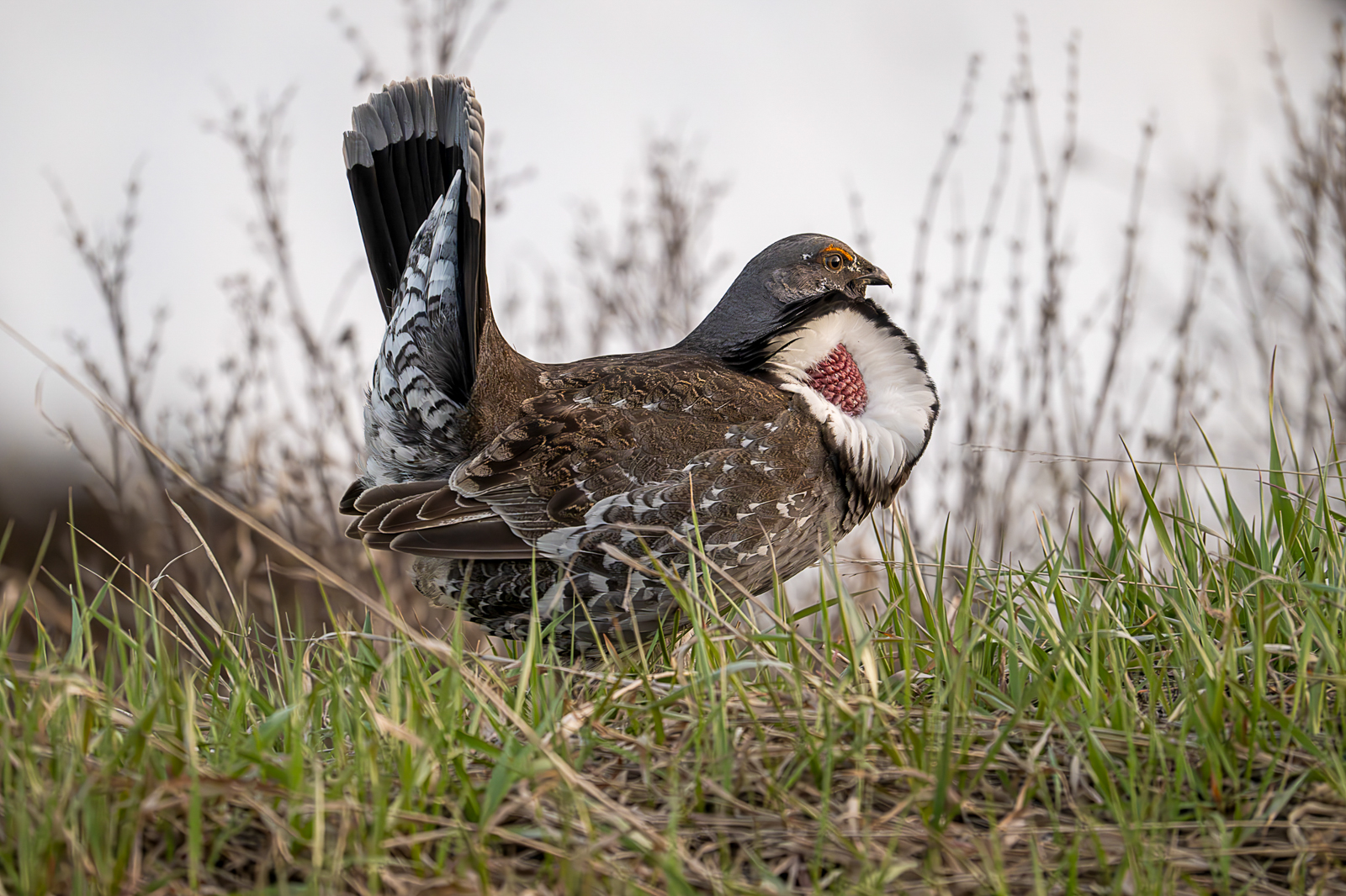Blue Grouse