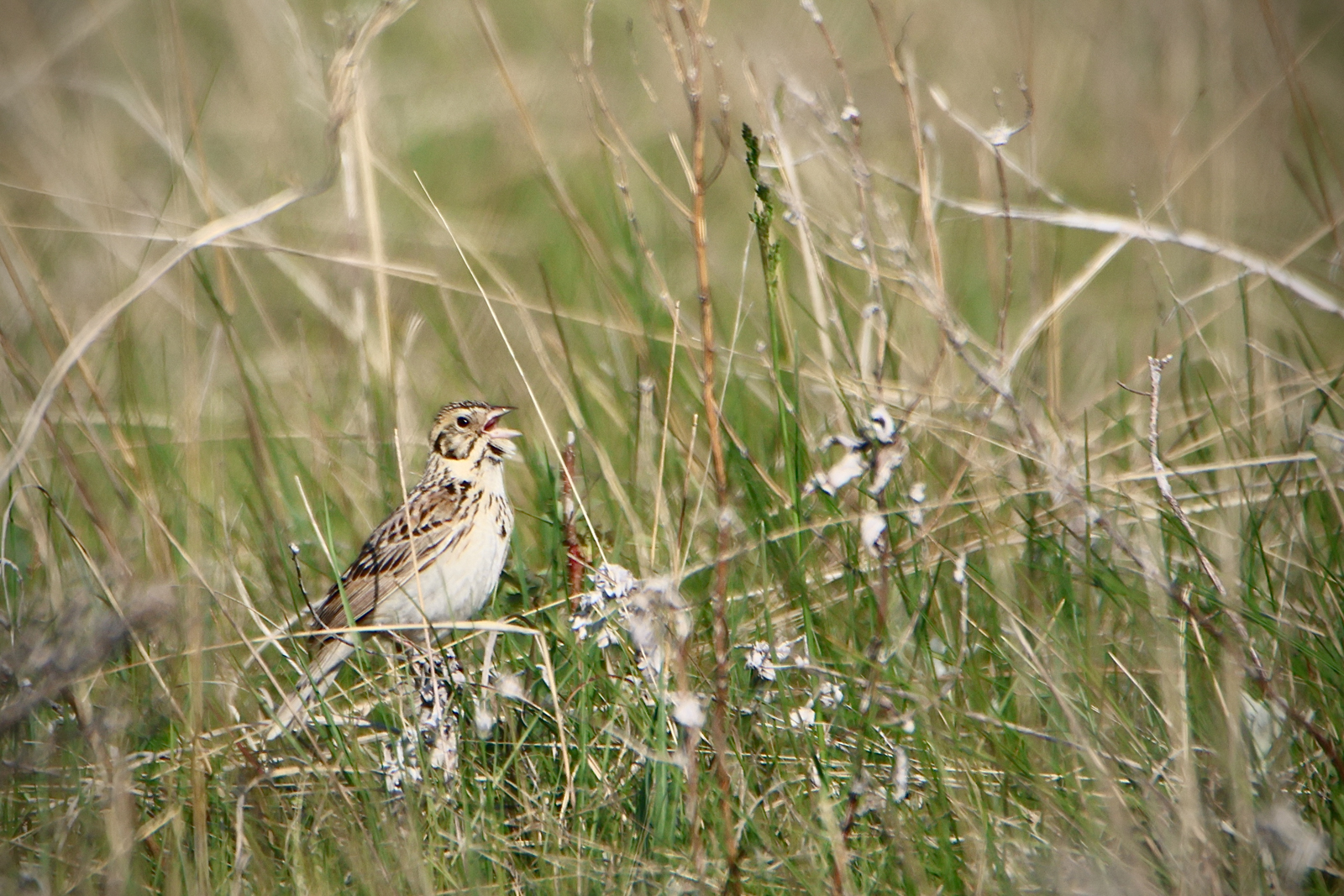 Baird's Sparrow