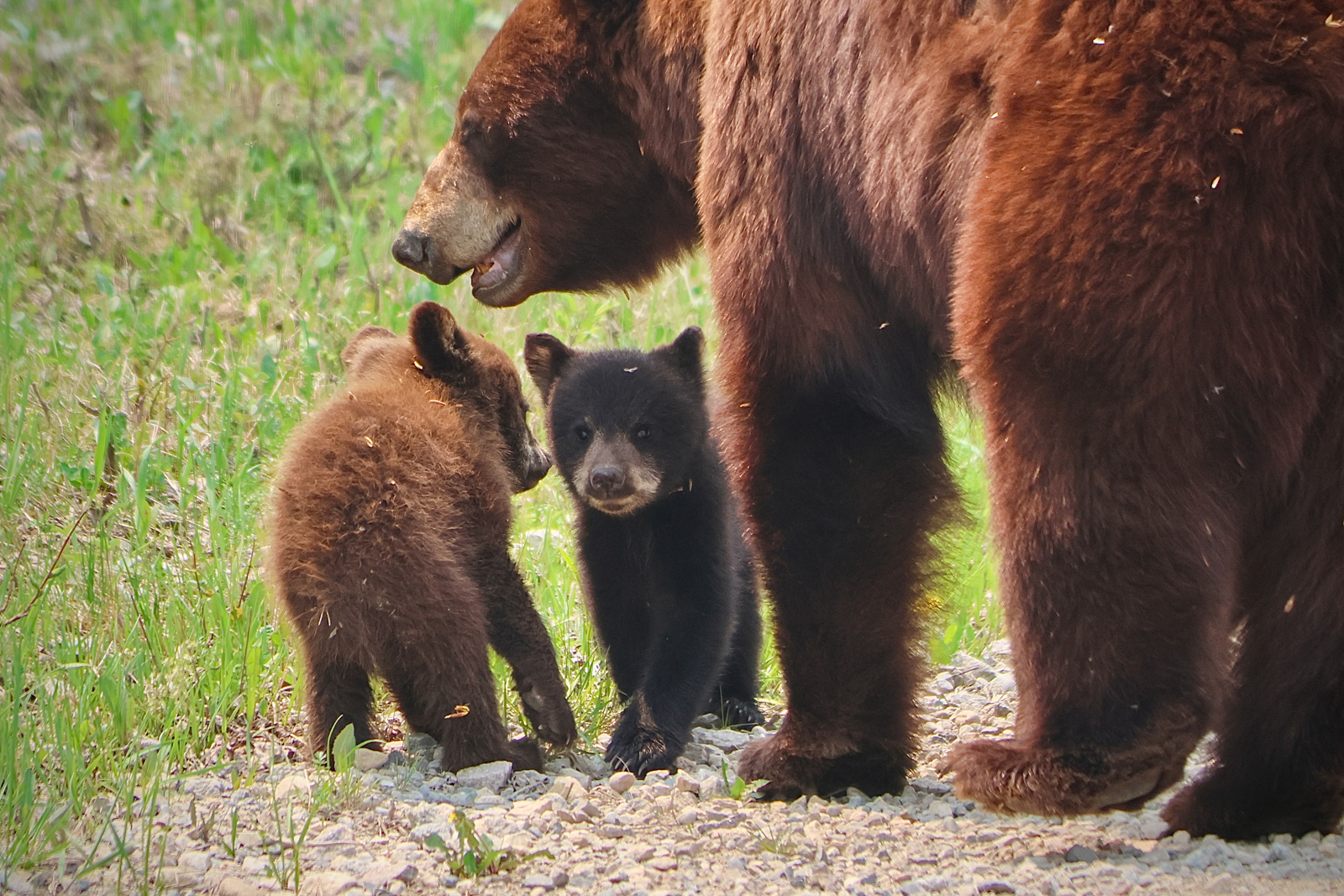 Bear and cubs