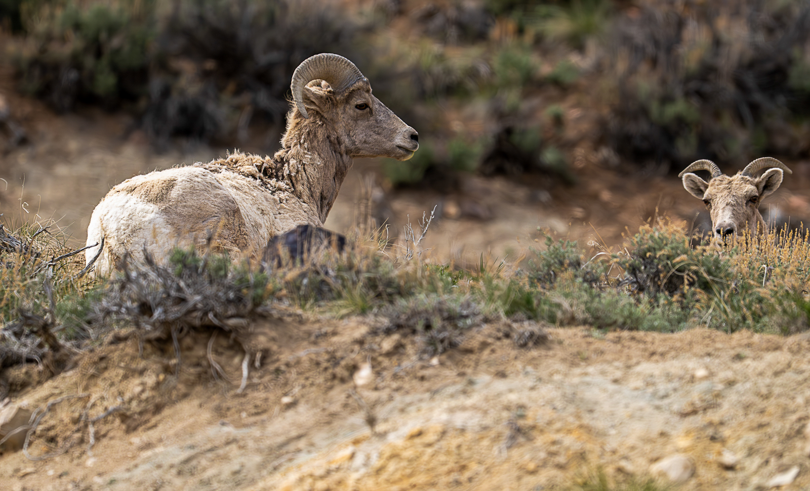 Bighorn Sheep