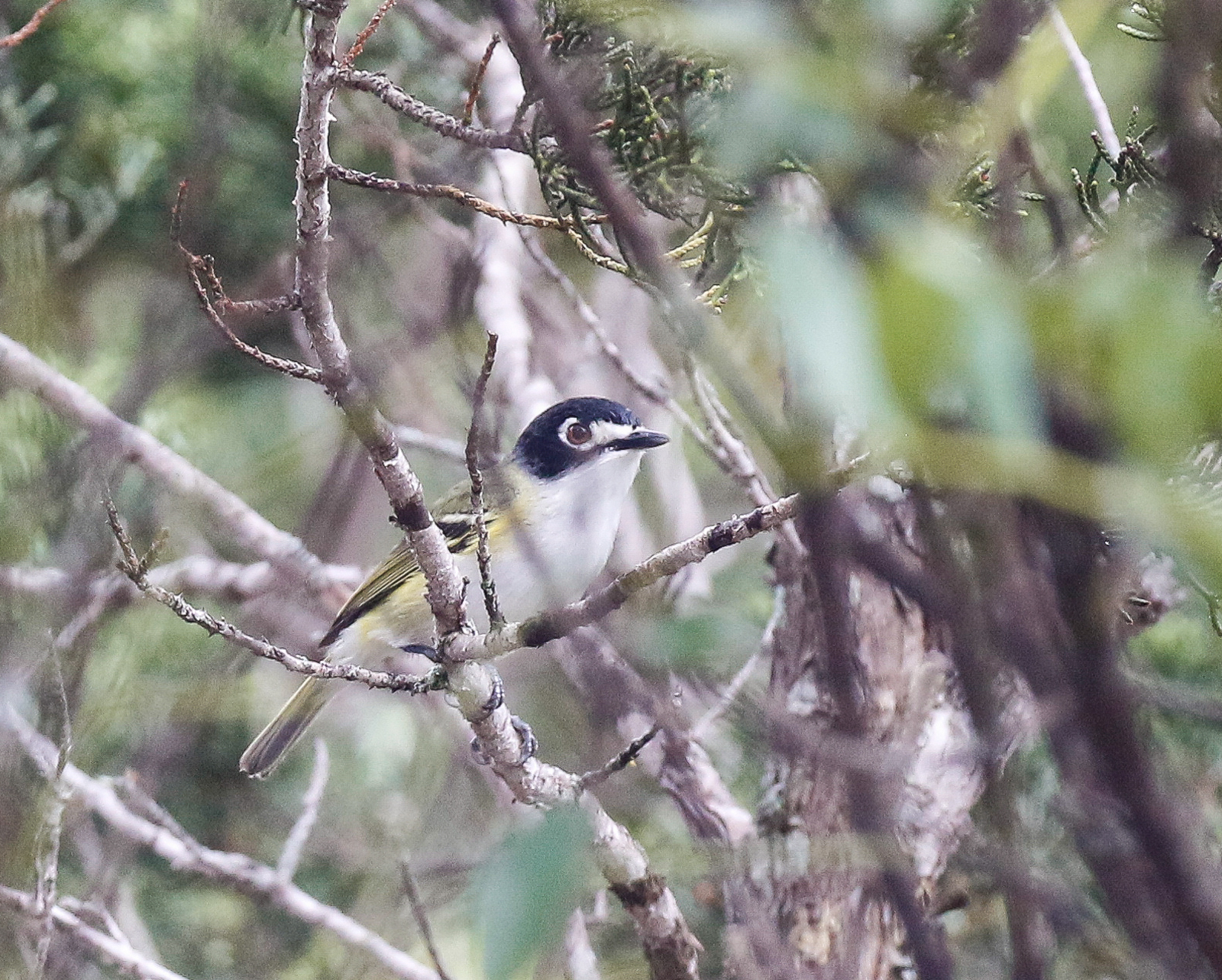 Black-capped Vireo