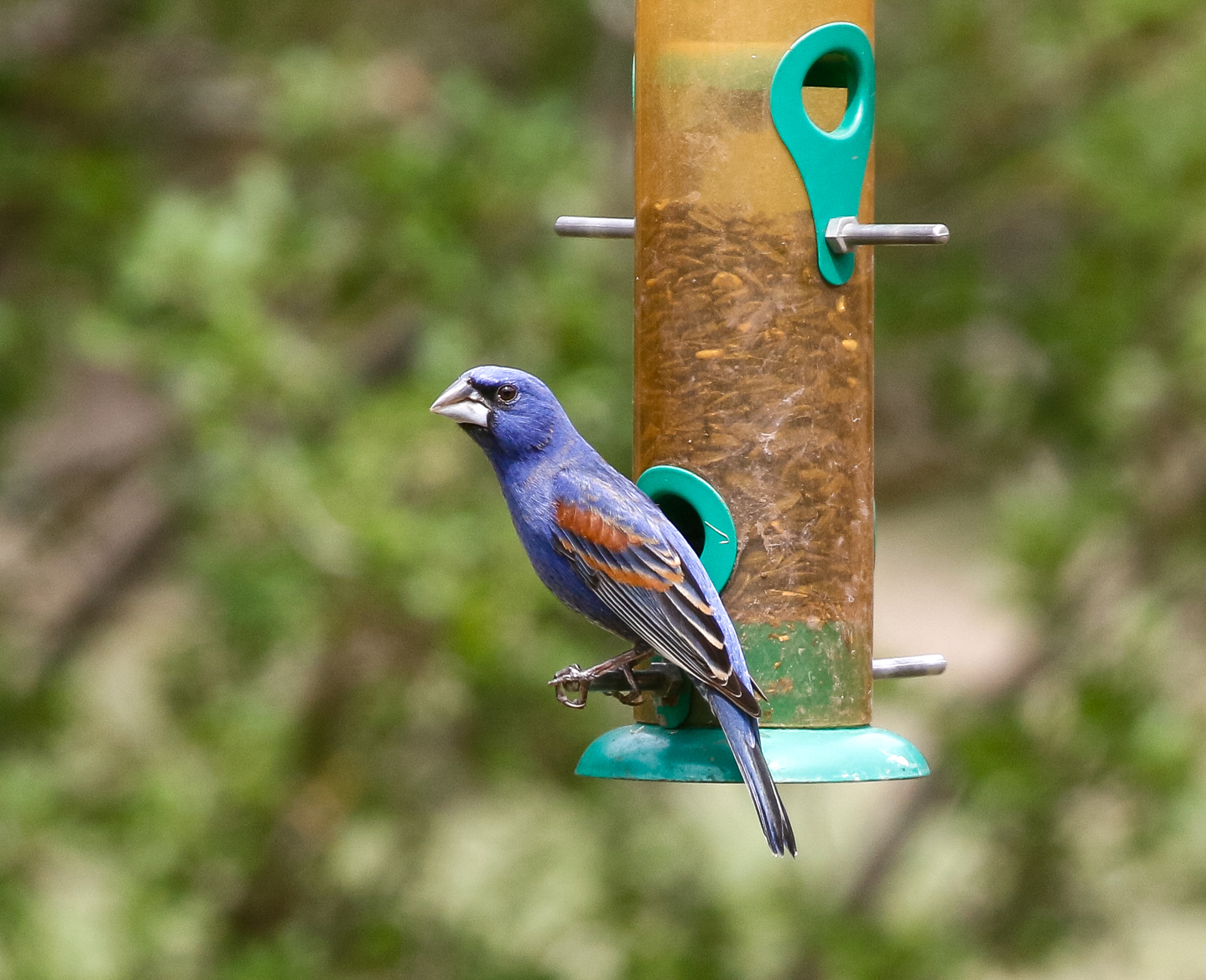 Blue Grosbeak