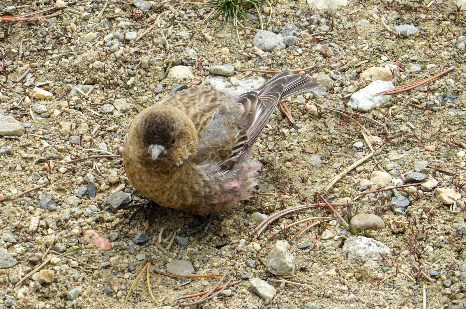 Brown-capped Rosy-Finch