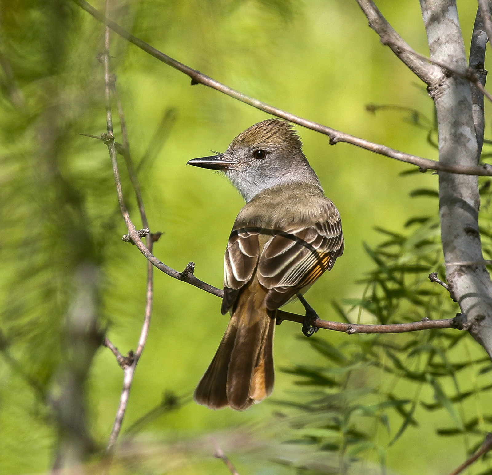 Brown-crested Flycatcher