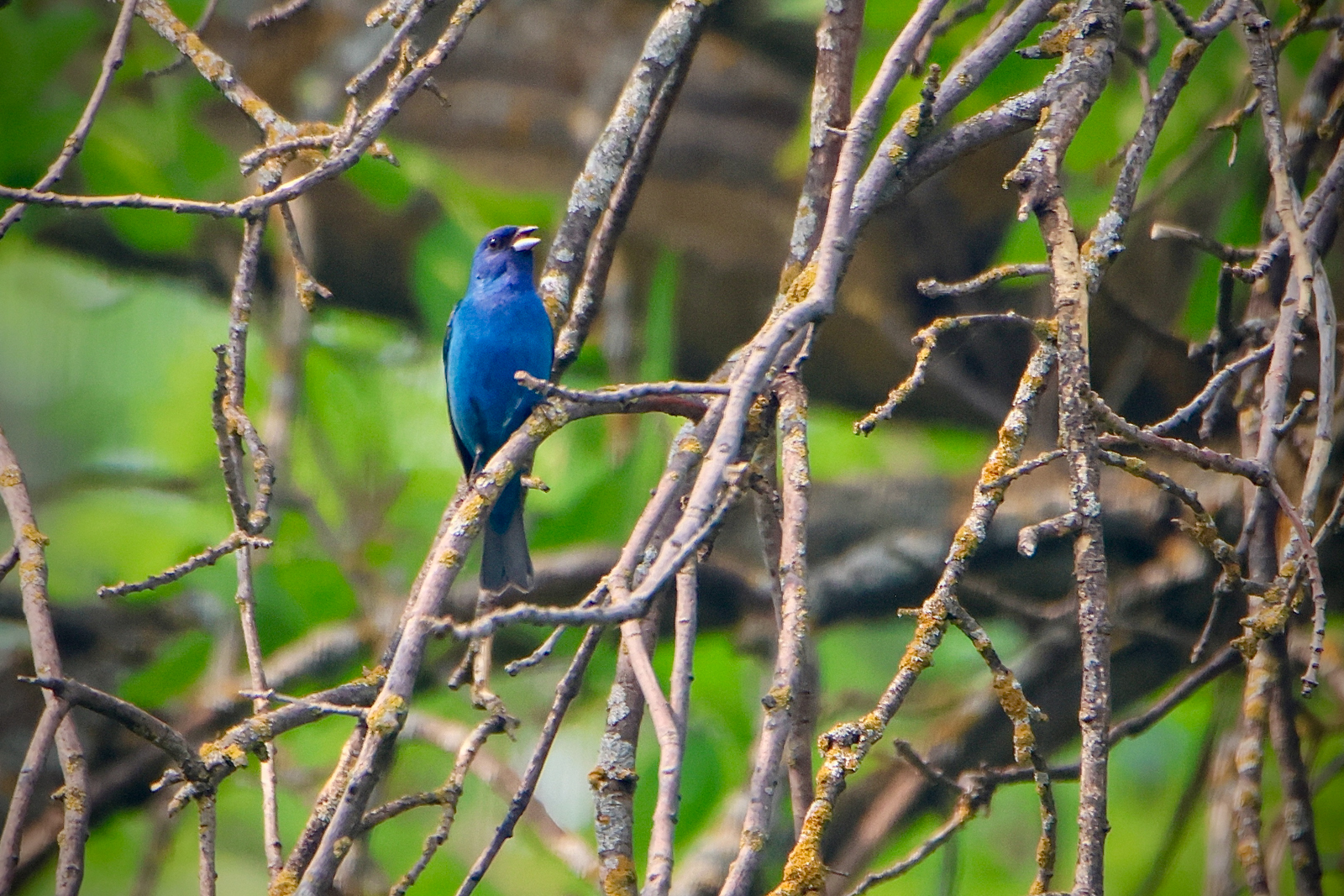 Indigo Bunting