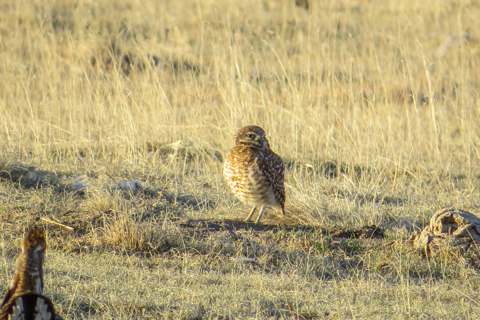 Burrowing Owl