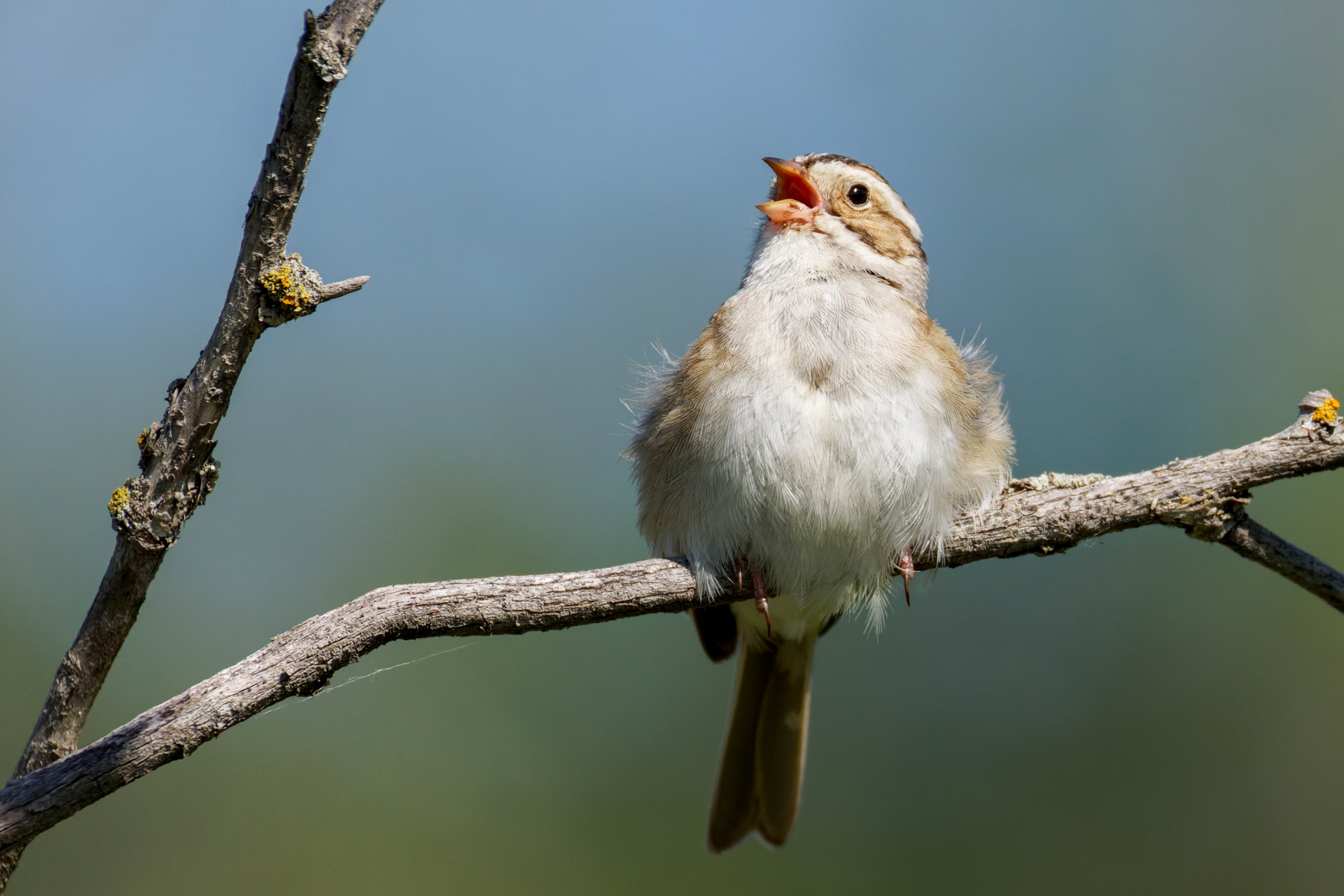 Clay-coloured Sparrow