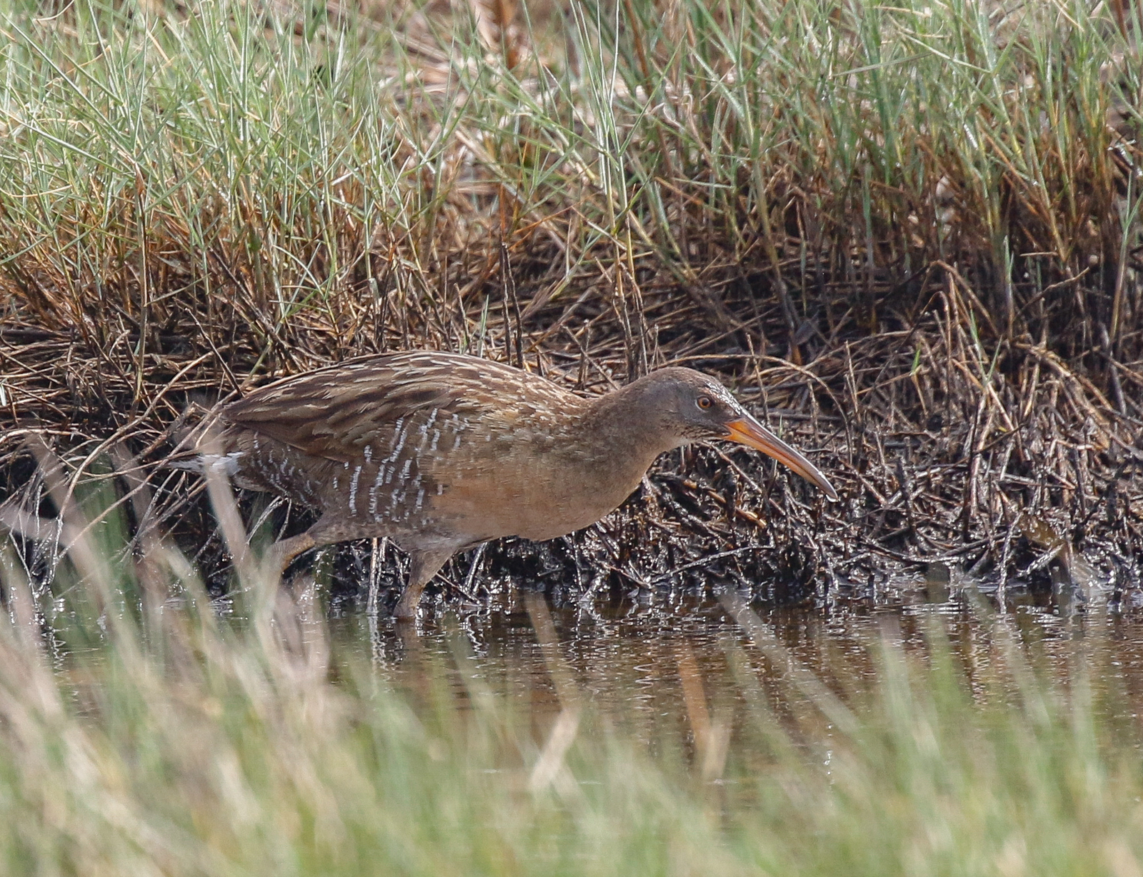 Clapper Rail