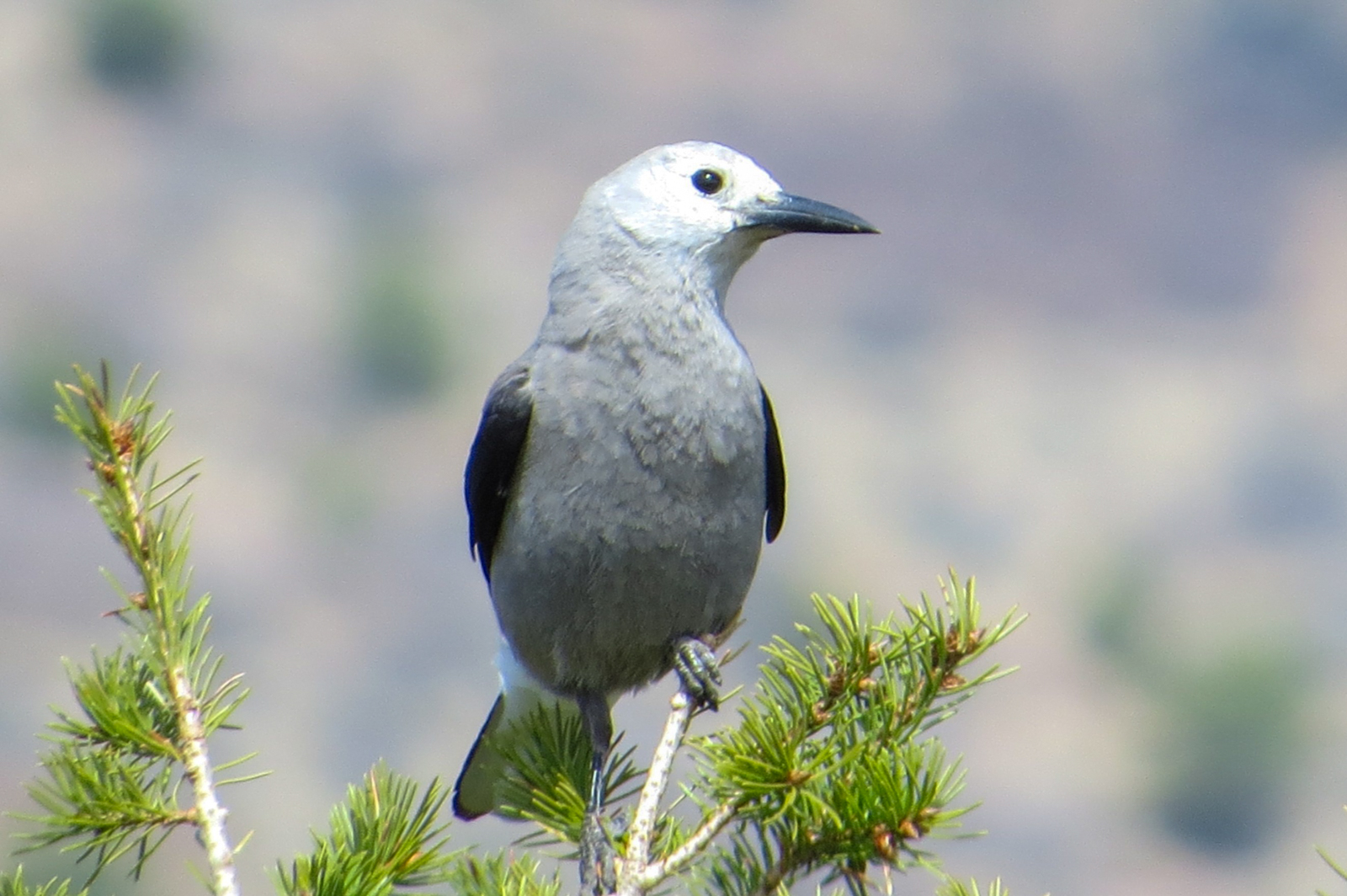 Clark's Nutcracker