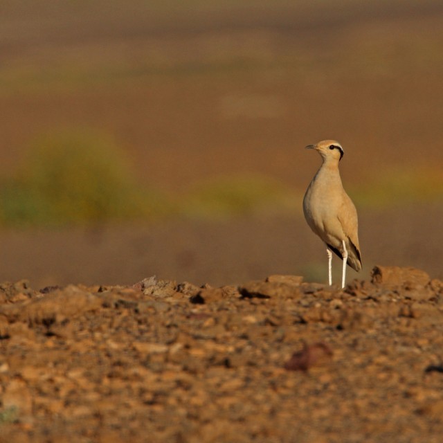 Cream-coloured Courser (Cursorius cursor cursor) adult in stony desert in Morocco