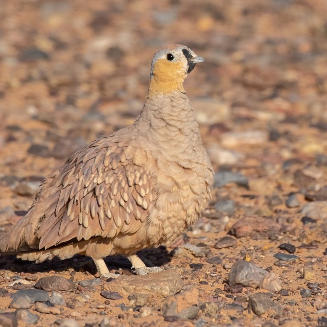 Crowned Sandgrouse