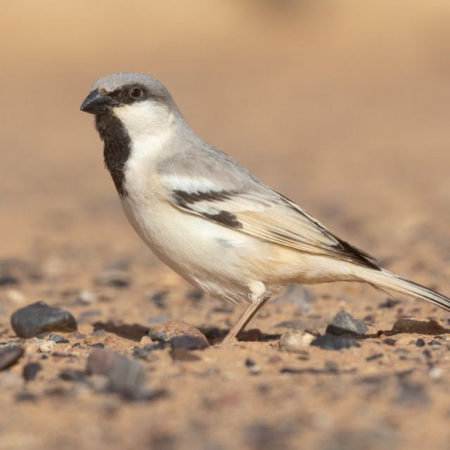 Desert Sparrow