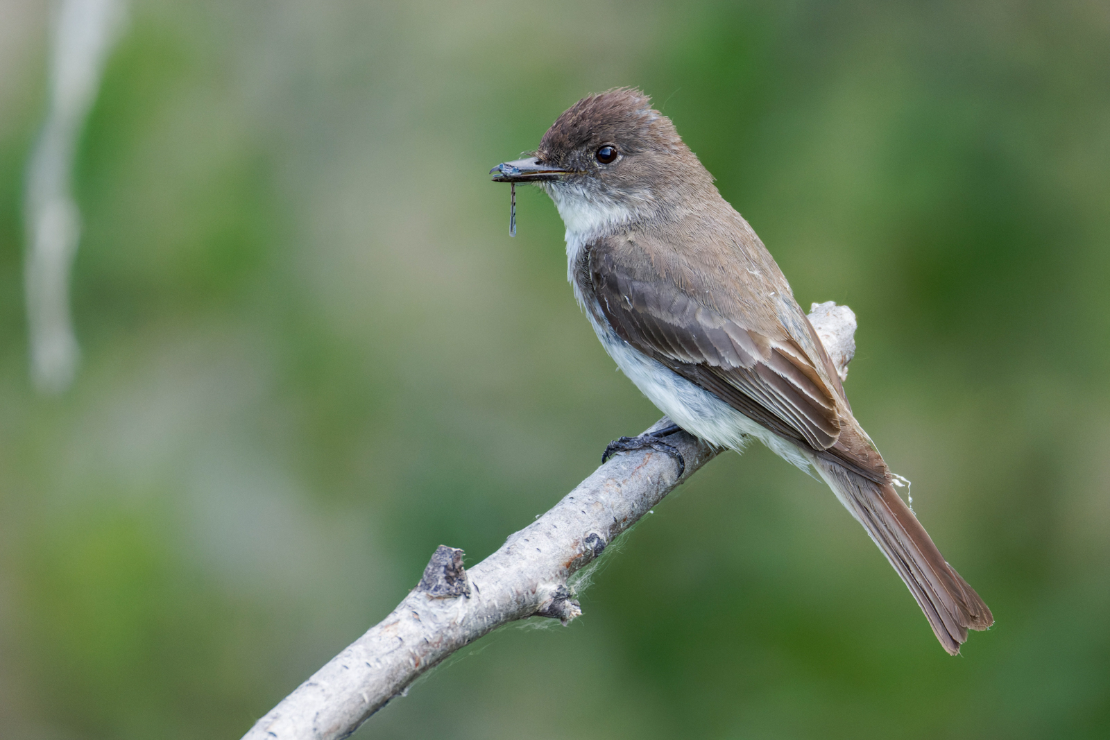 Eastern Phoebe