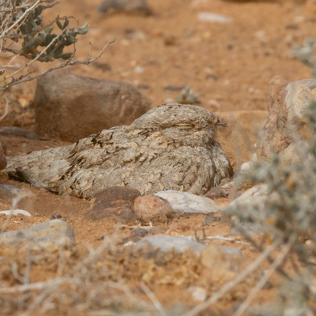 Egyptian Nightjar