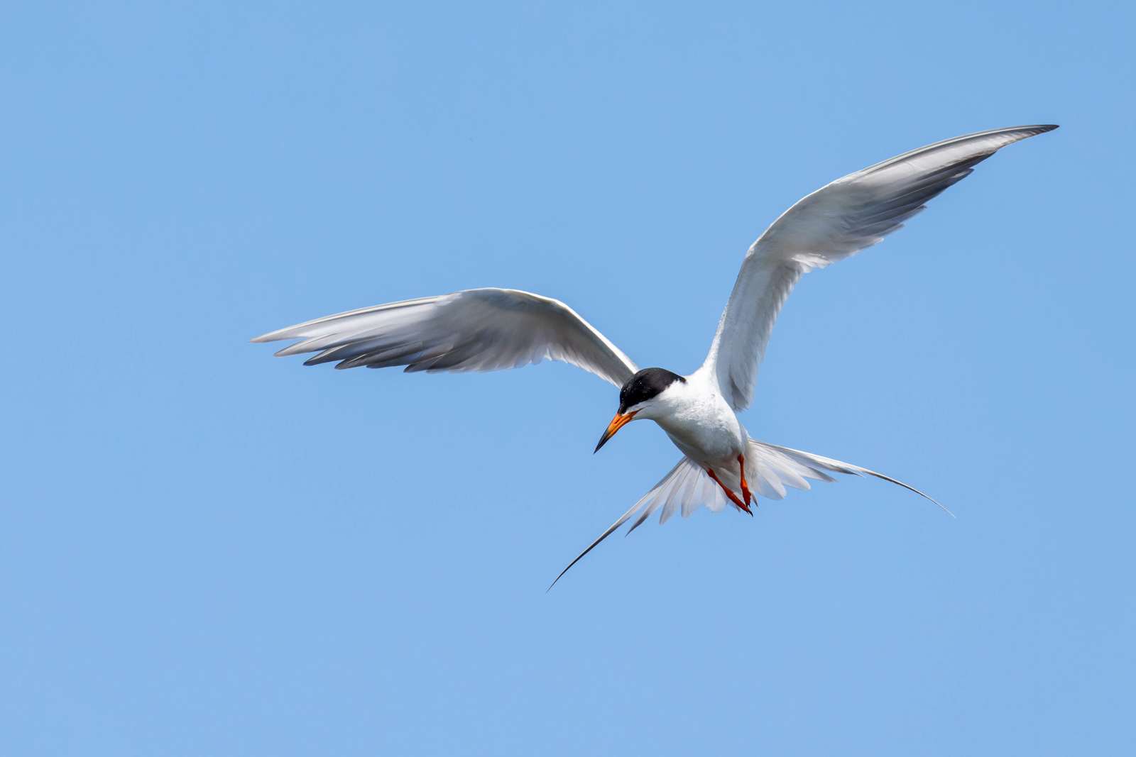 Forster's Tern