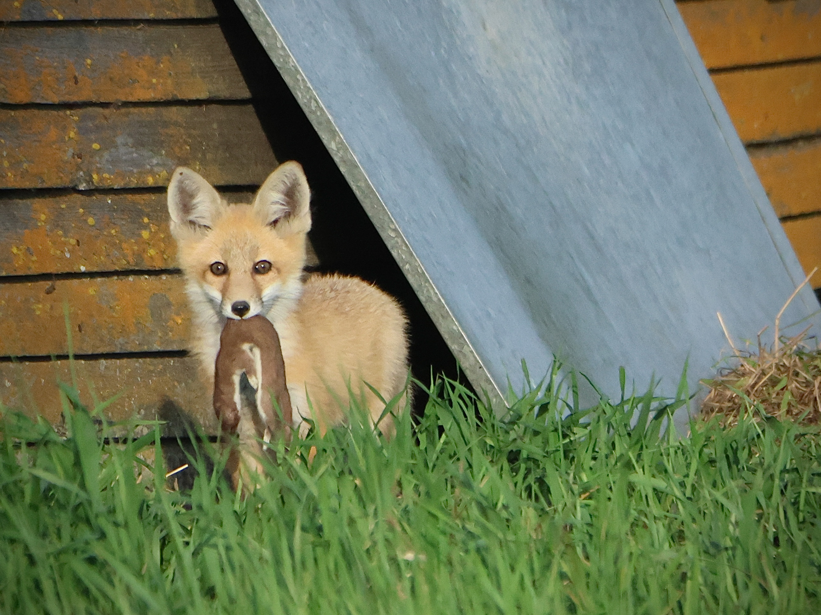 Fox with weasel